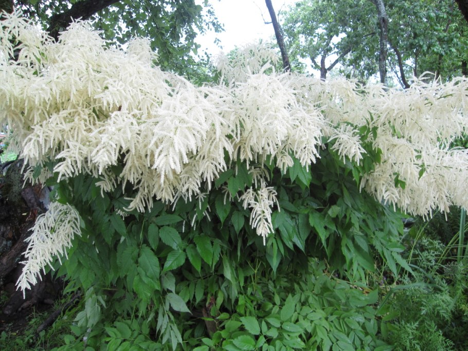 Корни цветов