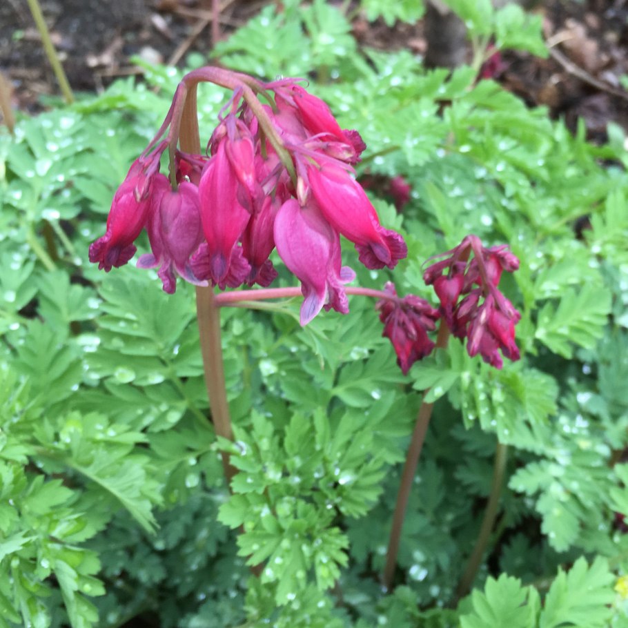 Очиток Видный (Sedum spectabile &#96;Brilliant&#96;)