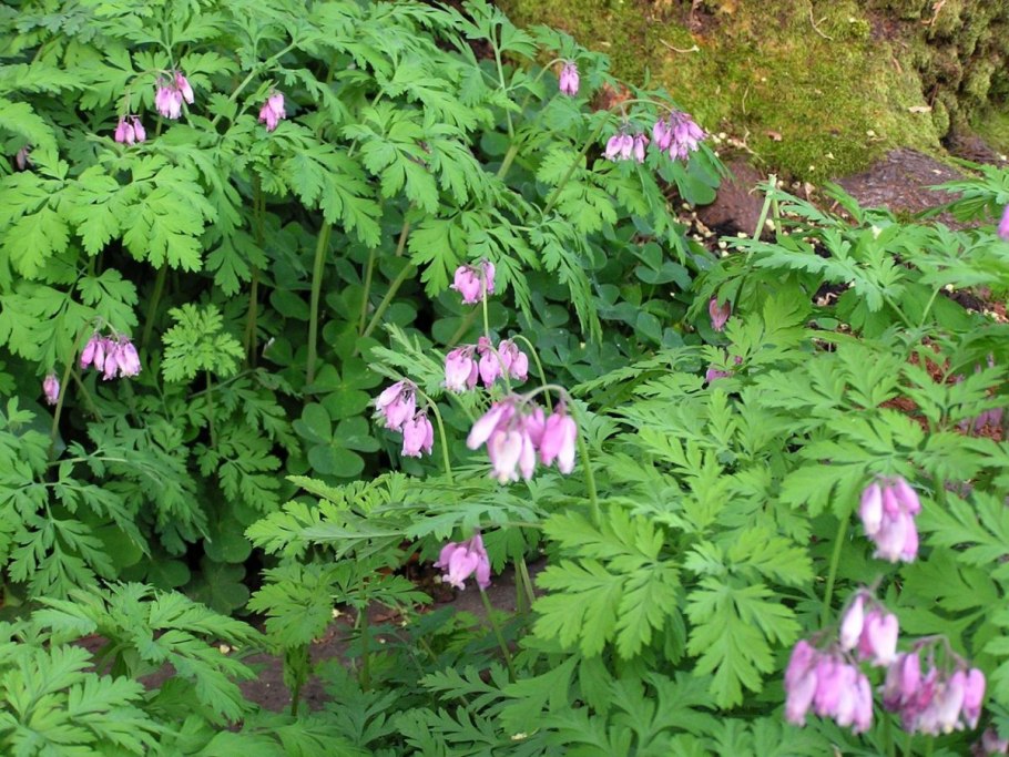 Патриния скабиозолистная