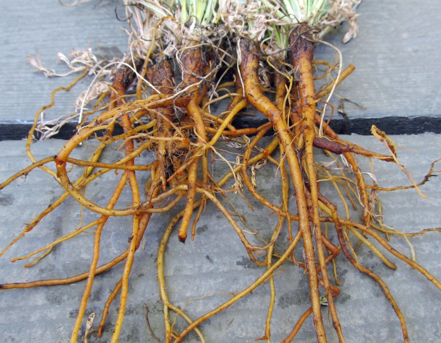 Размножение малины корневыми отпрысками