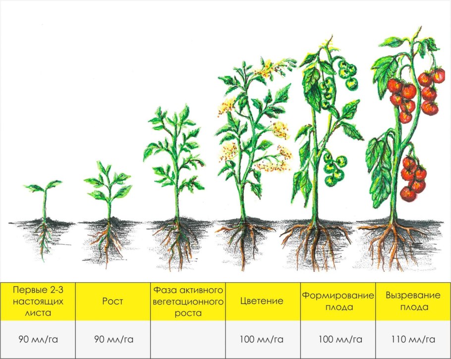 Томаты этапы развития