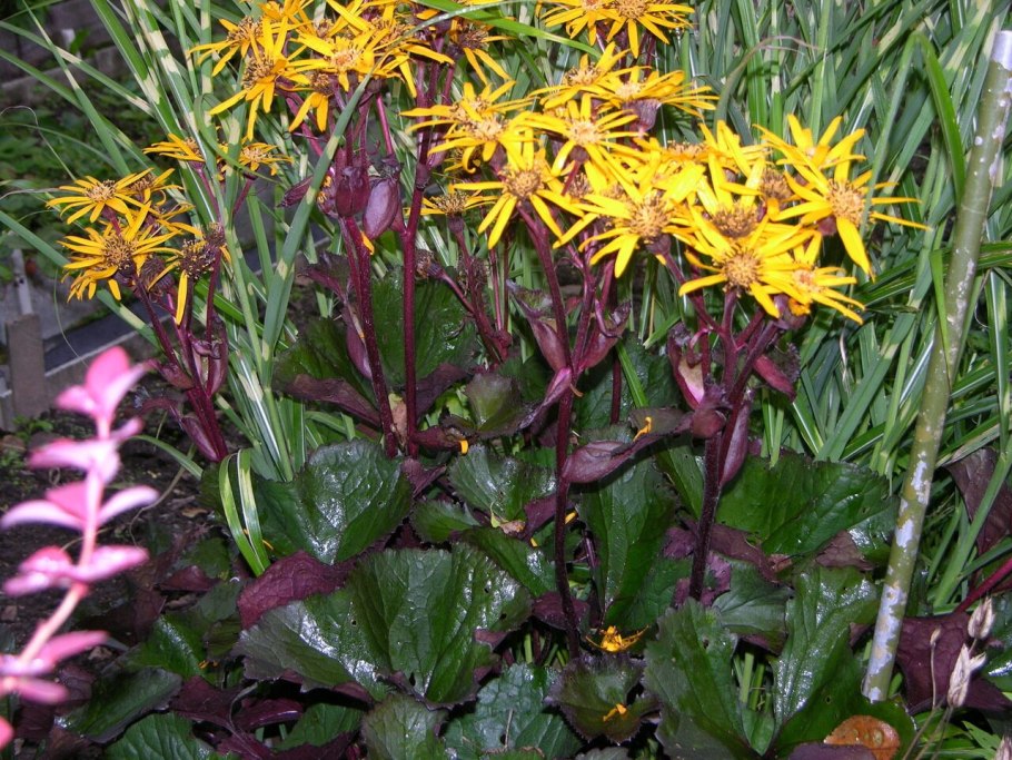 Волжанка медонос