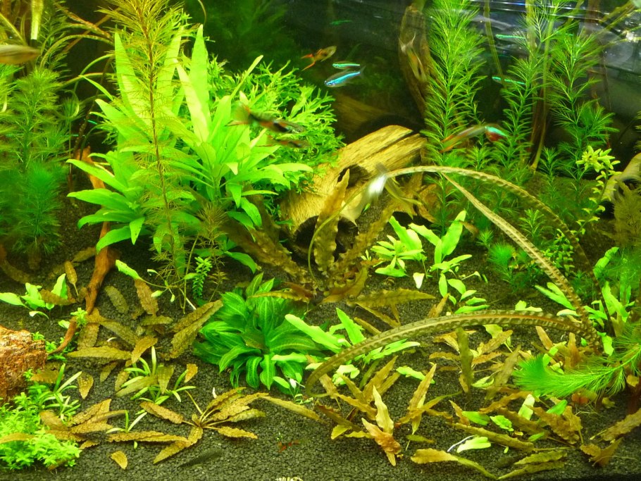 Фуртадо аквариумное растение