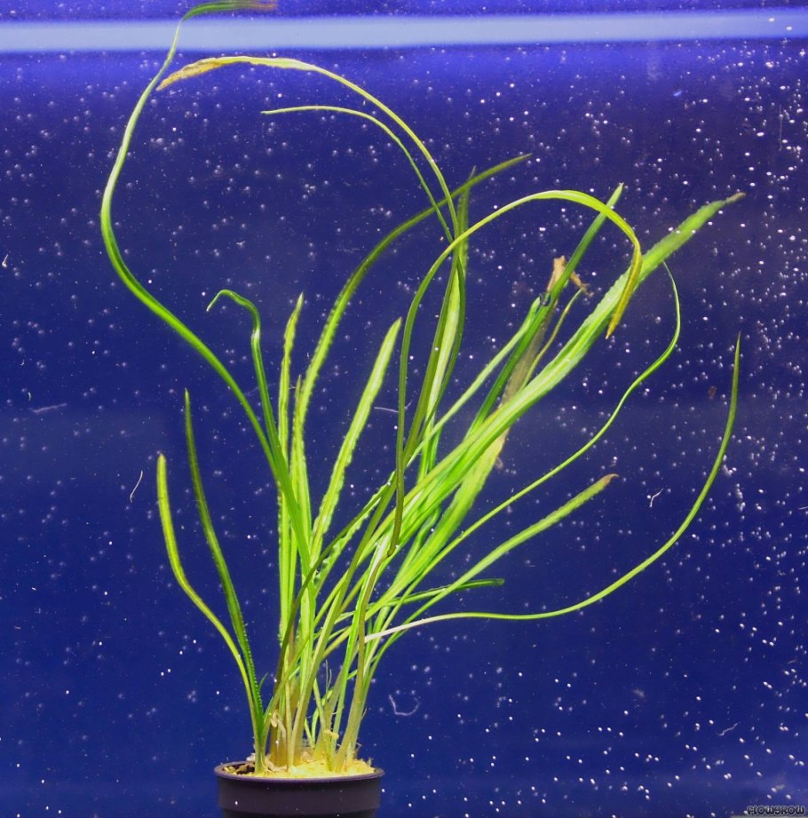 Криптокорина криспатула (Cryptocoryne crispatula)
