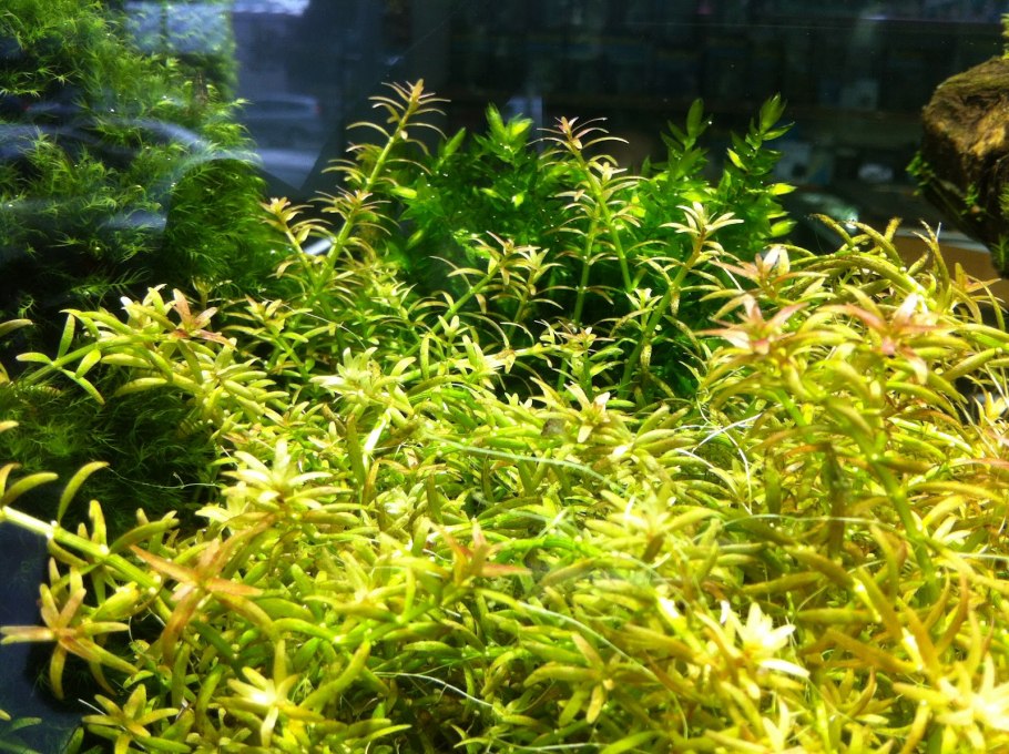 Эхинодорус Оцелот красный куст