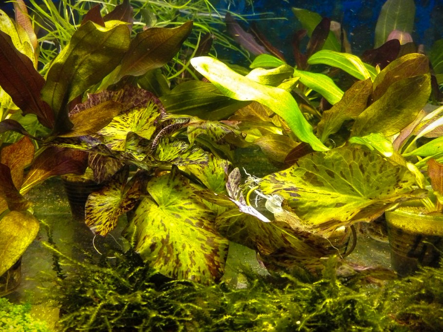 Cryptocoryne willisii