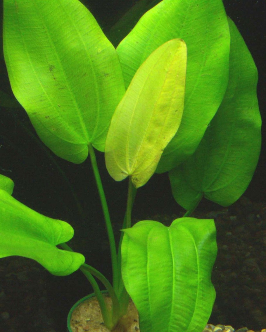 Лагенандра Наири