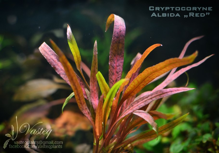 Echinodorus schlueteri