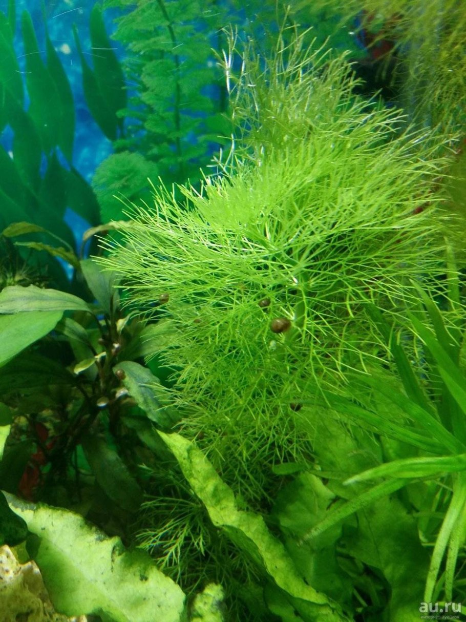 Стаурогин Репенс аквариумное растение