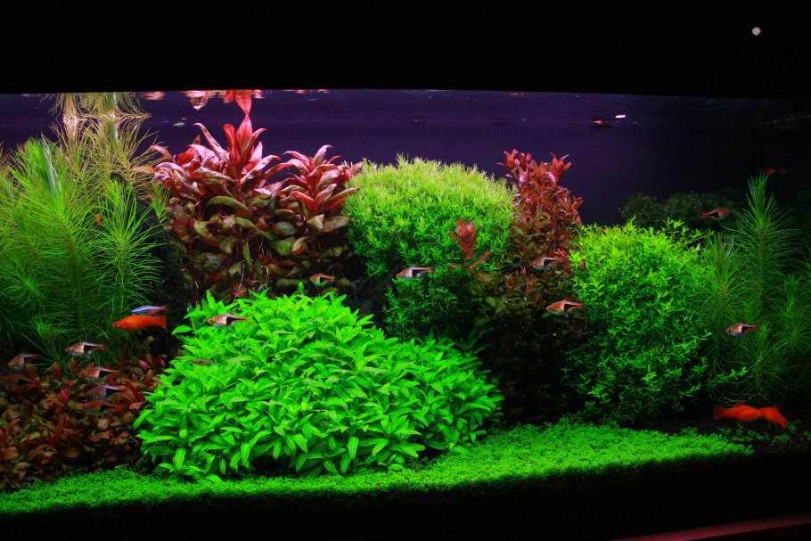 Перистолистник Гайана