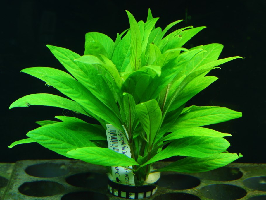 Эхинодорус Грандифолиус