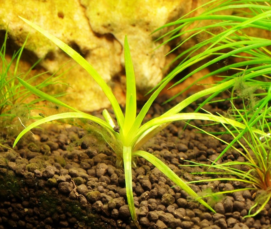 Лилеопсис бразильский аквариумное растение