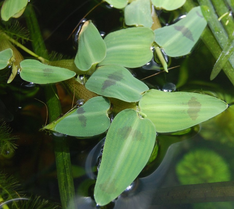 Лимнофила Амбулия водная