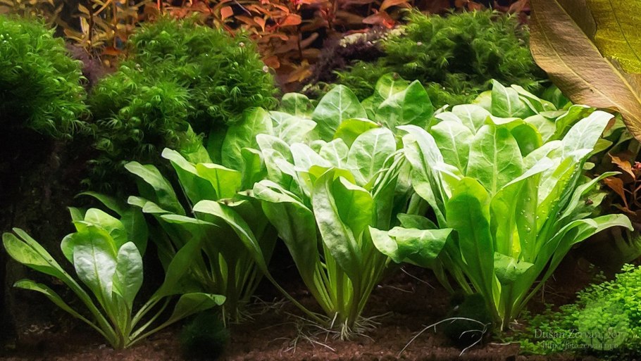 Самолус парвифлорус аквариумный