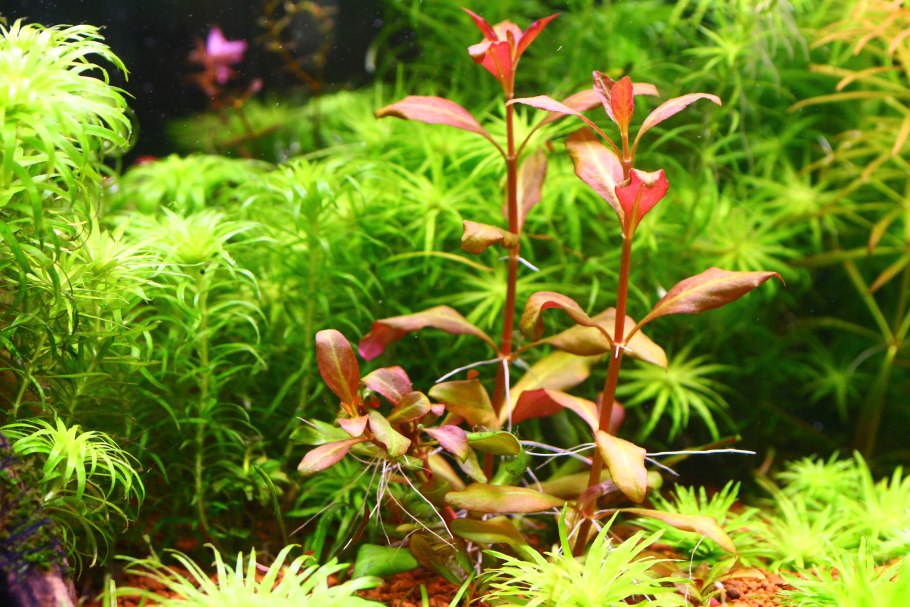 Ротала Цейлон