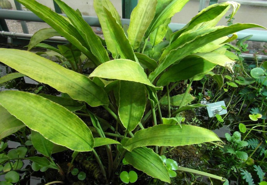 Глоссостигма повойничковая