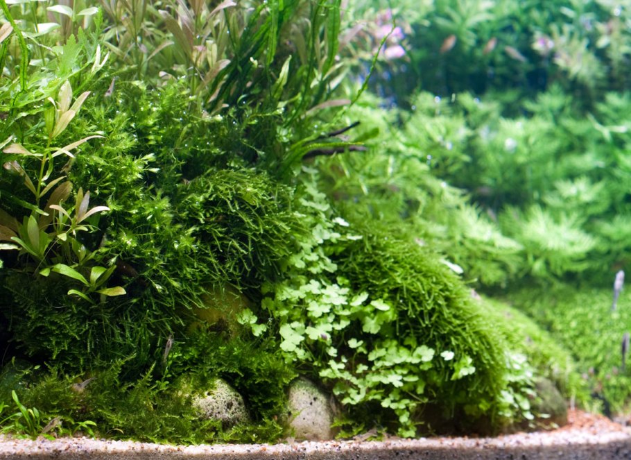 Орхидеи аквариум террариум