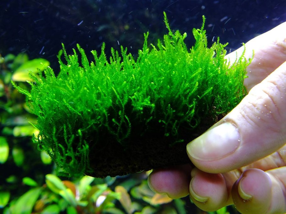 Cryptocoryne blassii