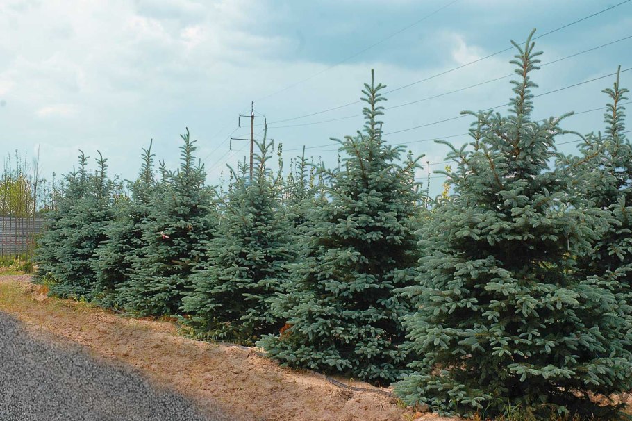 Посадка голубой ели весной