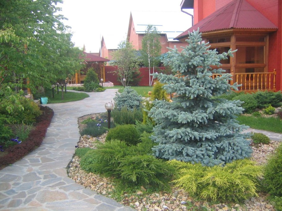 Ель Элеганс ландшафт