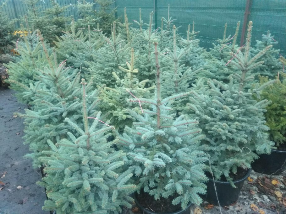 Стриженая голубая ель Ляпчев