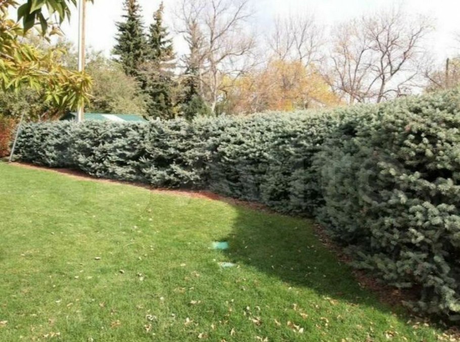 Ель голубая Кайбаб