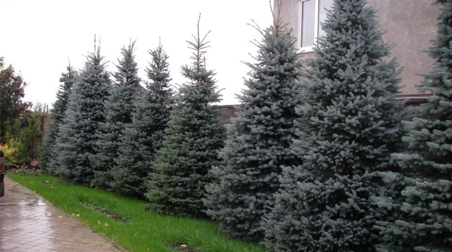 Ель колючая саженцы и сеянцы