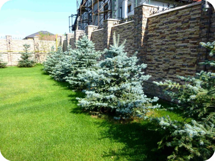 Хвойники в Лесном ландшафте