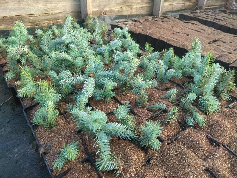 Ель колючая glauca compacta