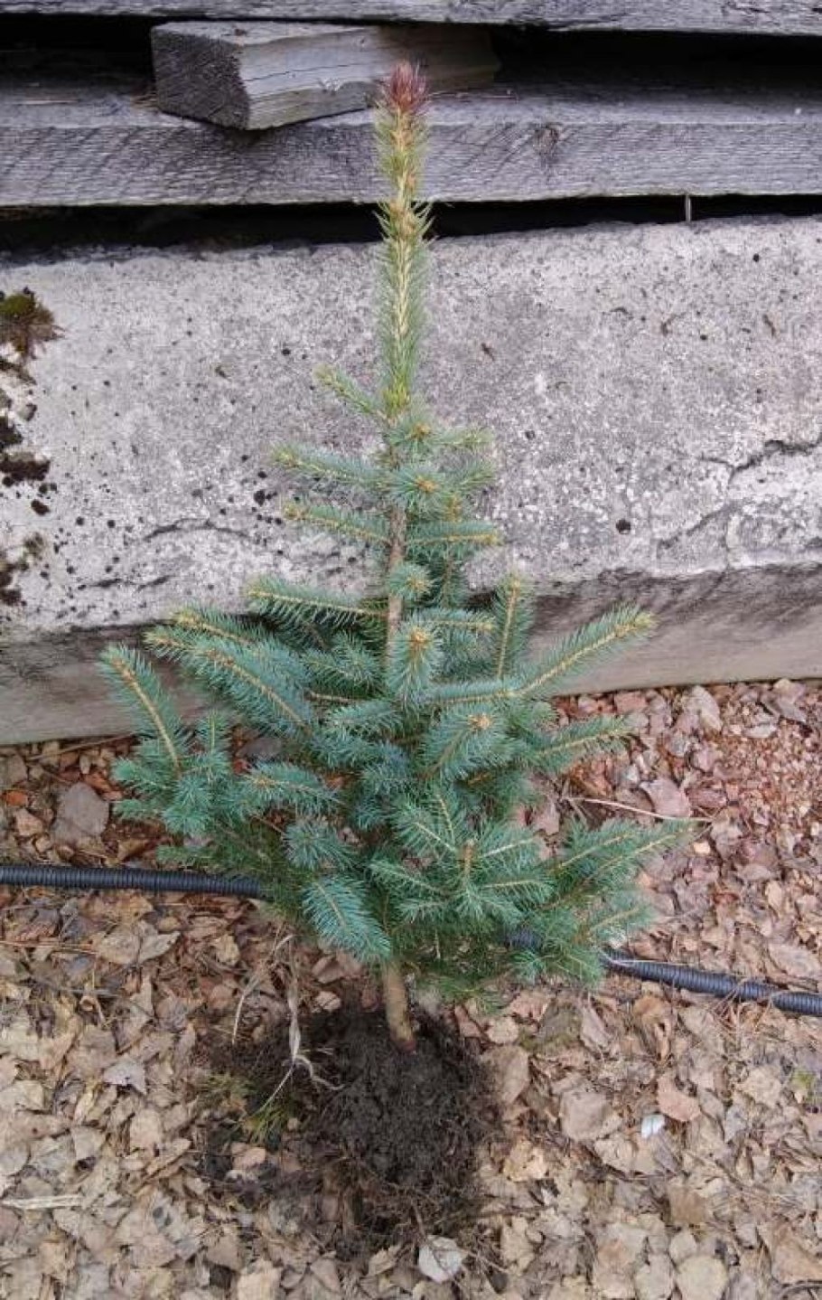 Ель колючая Мисти Блю