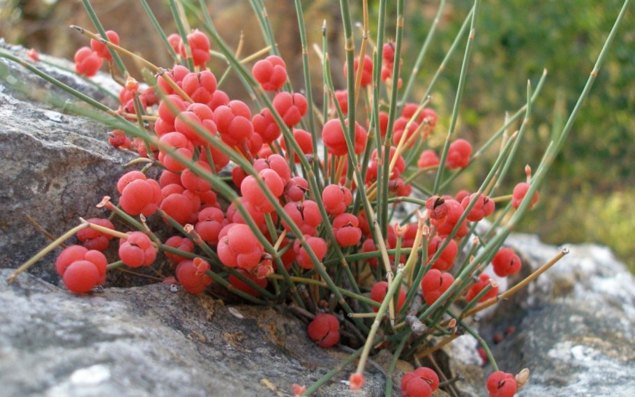 Хвойник двухколосковый Ephedra distachya