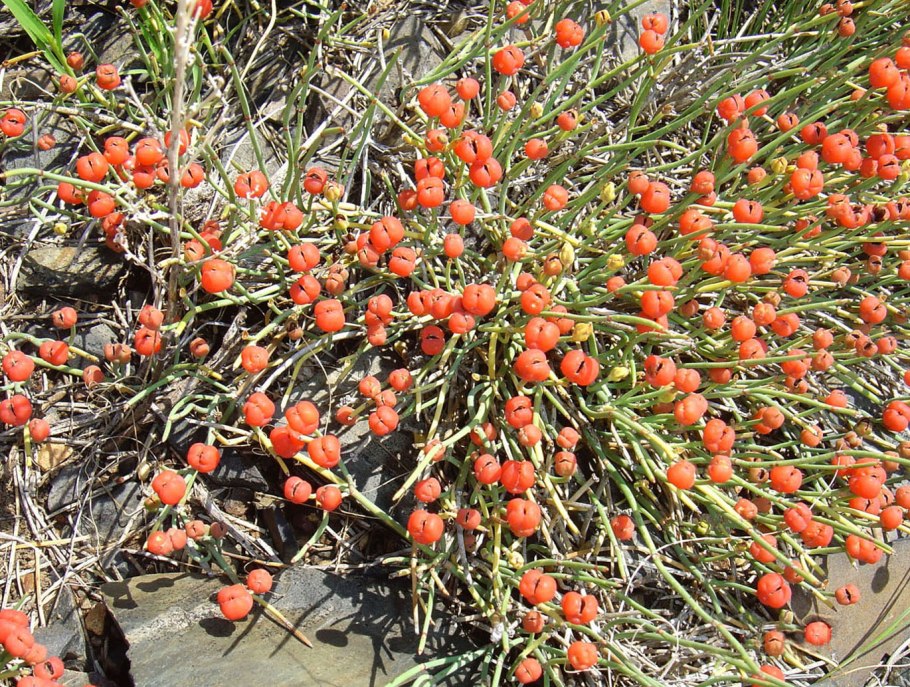 Эфедра Ephedra