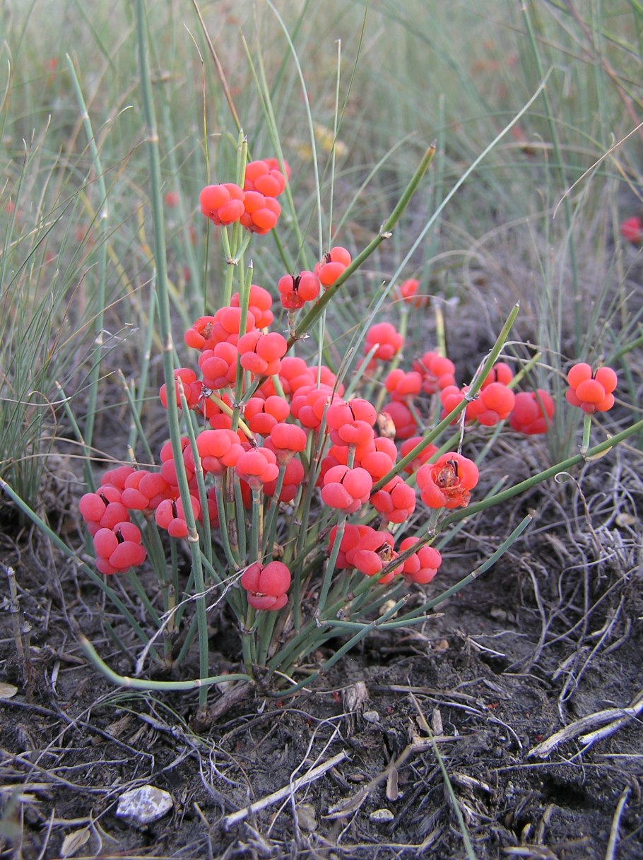 Хвойник двухколосковый Ephedra distachya