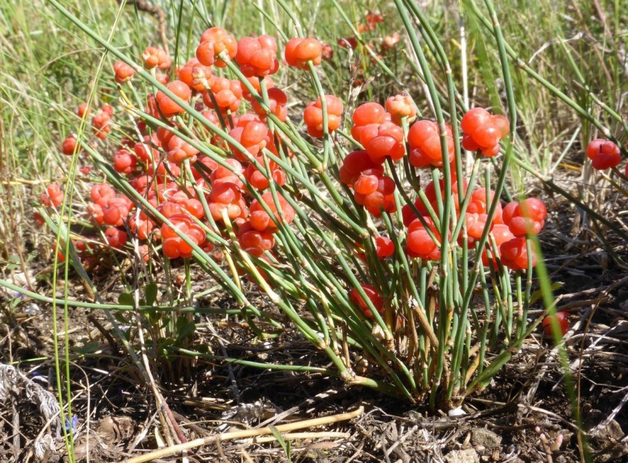 Ephedra, Gnetum