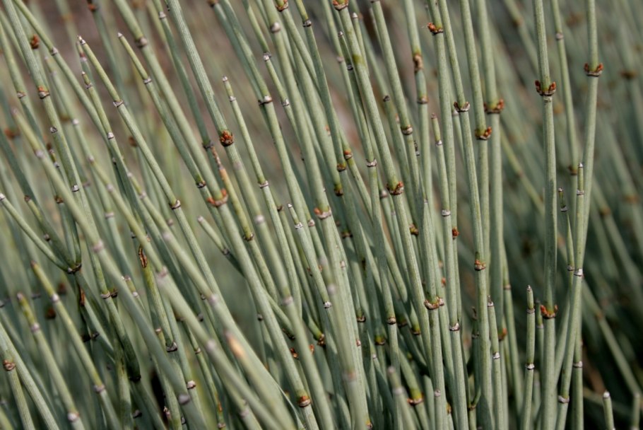 Ephedra distachya l - хво́йник двухколоско́вый