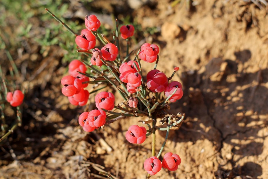 Эфедра (растение рода Ephedra l)