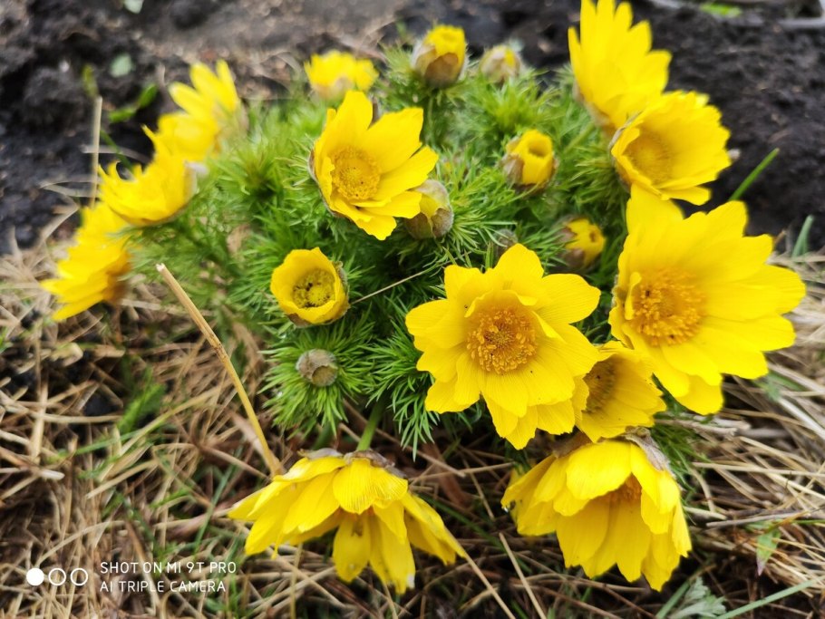 Адонис желтый многолетний