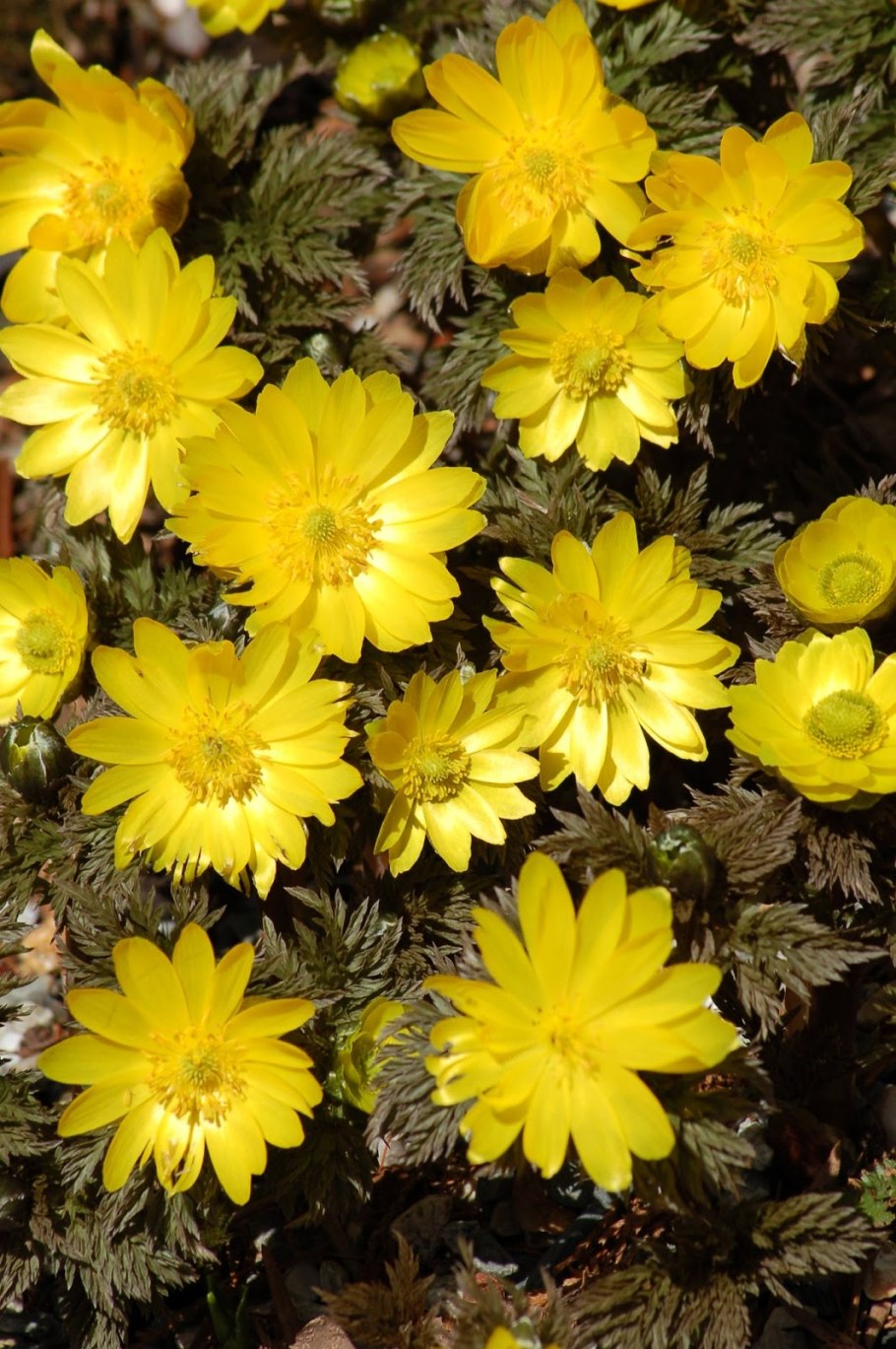 Горицвет кожистый