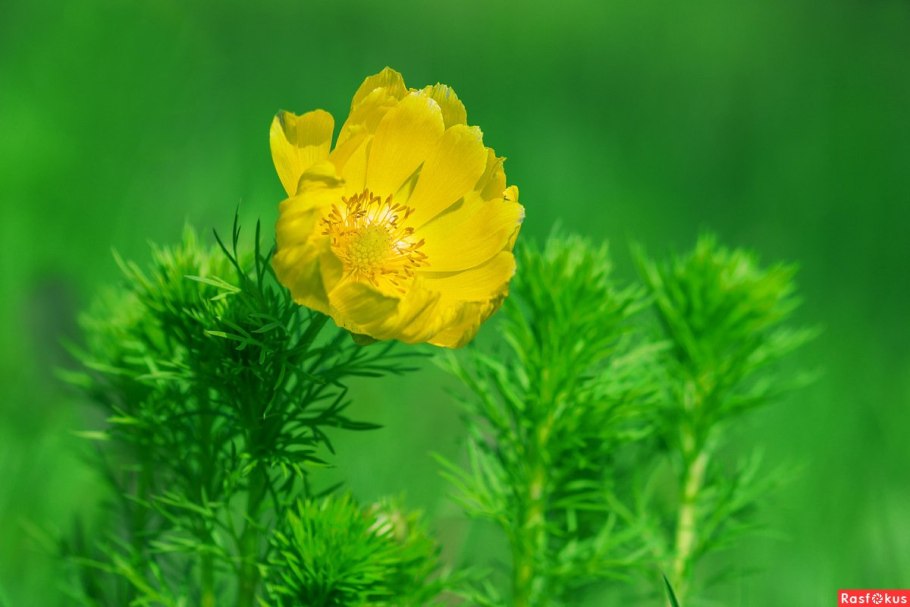 Адонис весенний горицвет