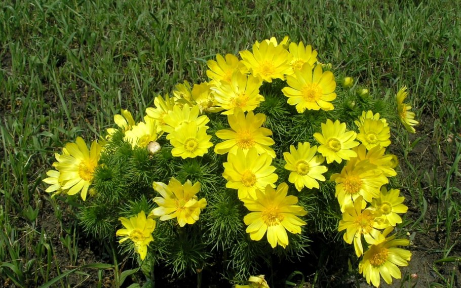 Горицвет весенний (Adonis vernalis)
