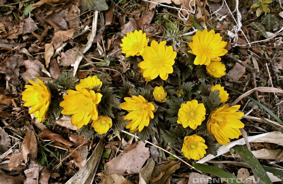 Адонис цветок