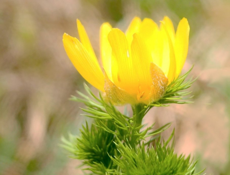 Адонис весенний (Adonis vernalis)