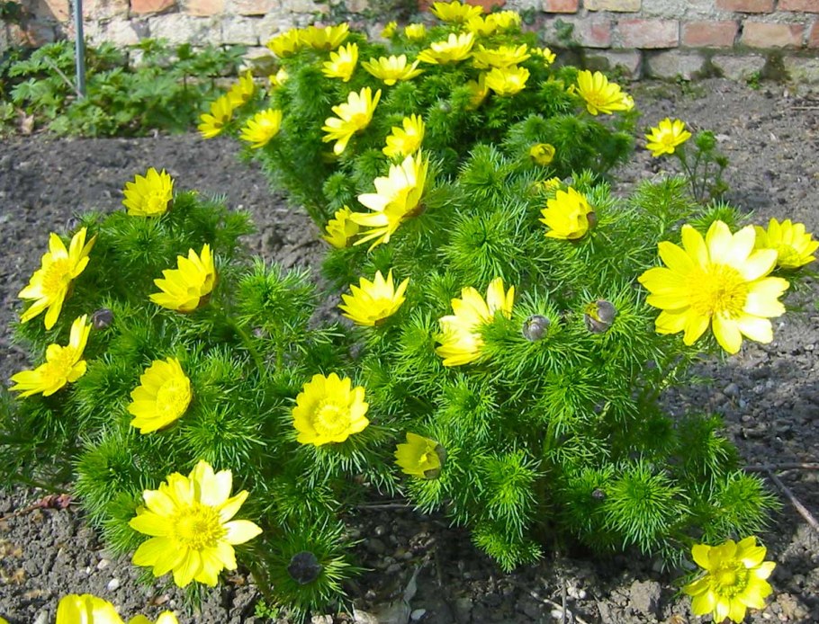 Адонис весенний (Adonis vernalis)