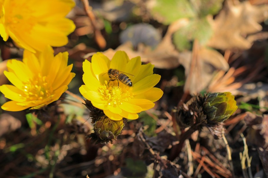 Адонис весенний горицвет