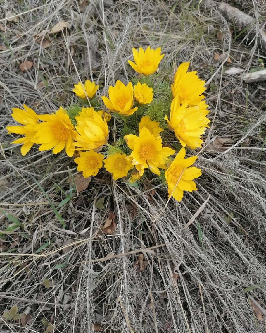 Адонис цветок желтый