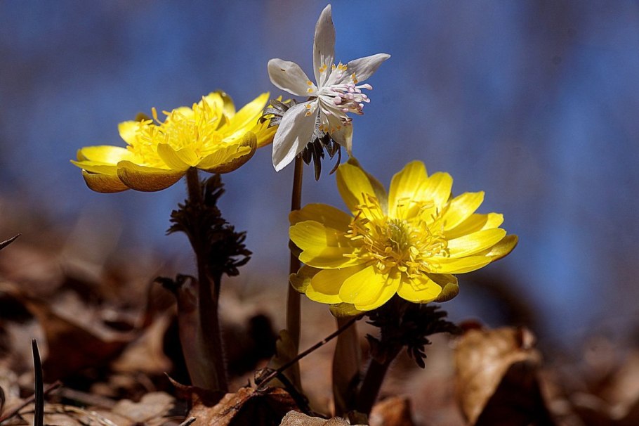 Адонис весенний (Adonis vernalis)