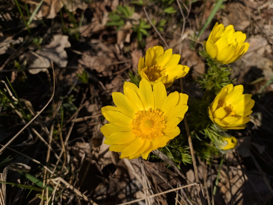Горицвет весенний Кинга