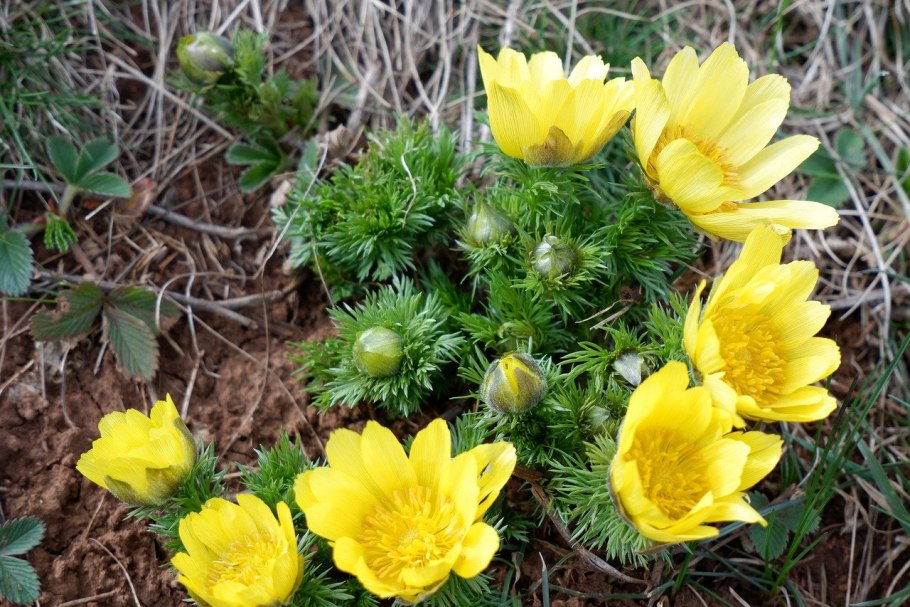 Адонис весенний (горицвет весенний)