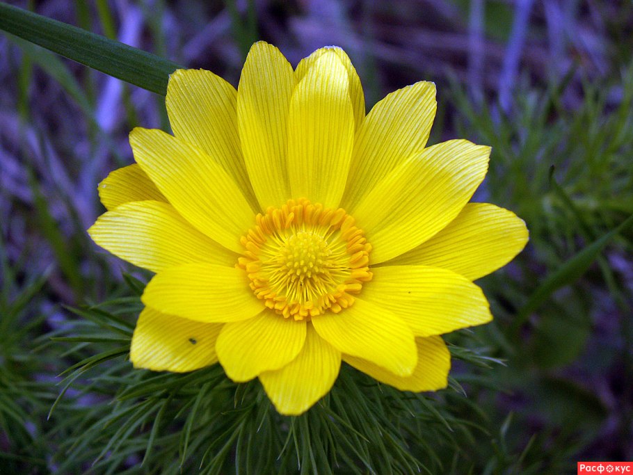 Адонис весенний (Adonis vernalis)