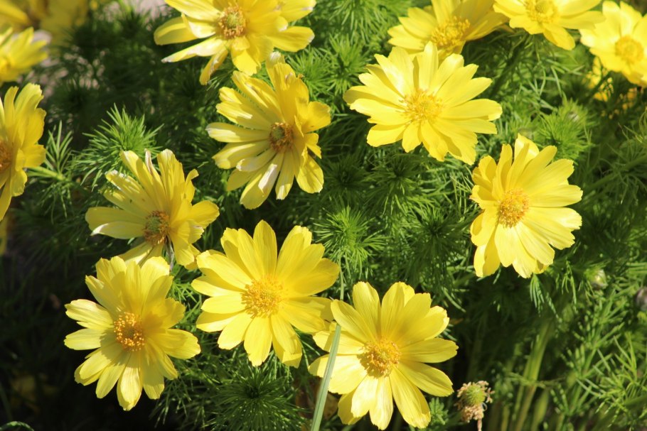 Желтые весенние цветы в лесу